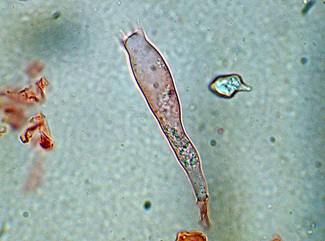Il Fungo della settimana ( 1 )   Entoloma cuneatum (Bres.) M